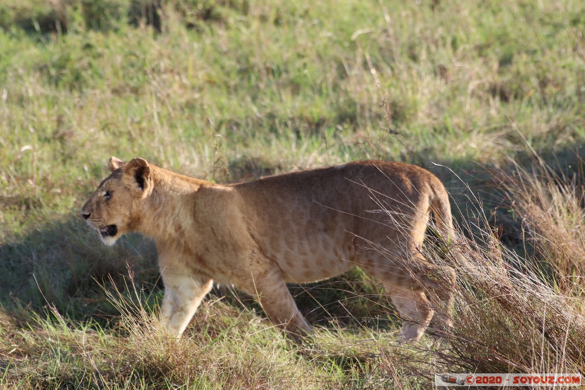 Masai Mara - Lion (Simba)
Mots-clés: geo:lat=-1.53187900 geo:lon=35.28392405 geotagged Keekorok KEN Kenya Narok Masai Mara animals Lion