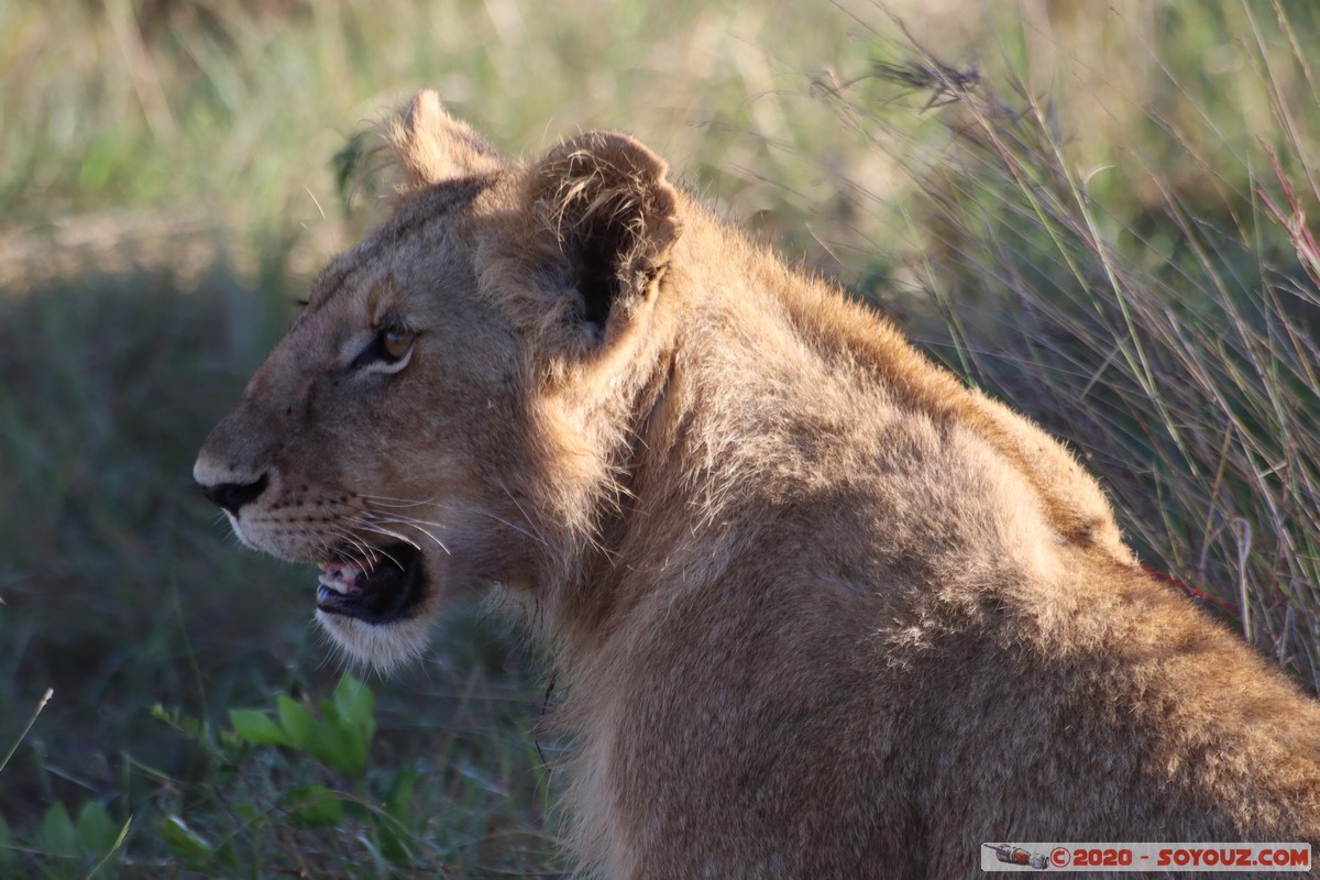 Masai Mara - Lion (Simba)
Mots-clés: geo:lat=-1.53187900 geo:lon=35.28392405 geotagged Keekorok KEN Kenya Narok Masai Mara animals Lion