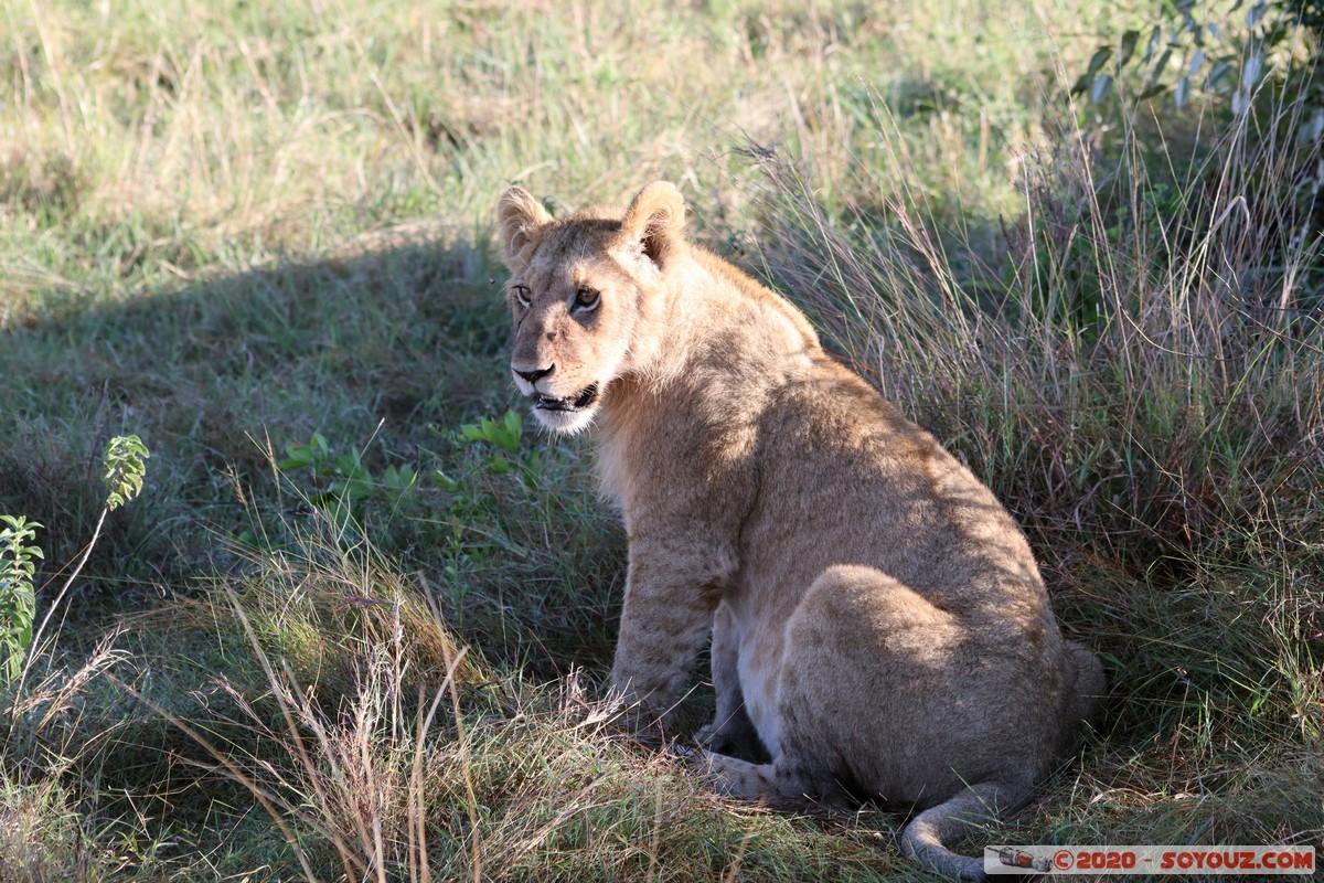 Masai Mara - Lion (Simba)
Mots-clés: geo:lat=-1.53187900 geo:lon=35.28392405 geotagged Keekorok KEN Kenya Narok Masai Mara animals Lion