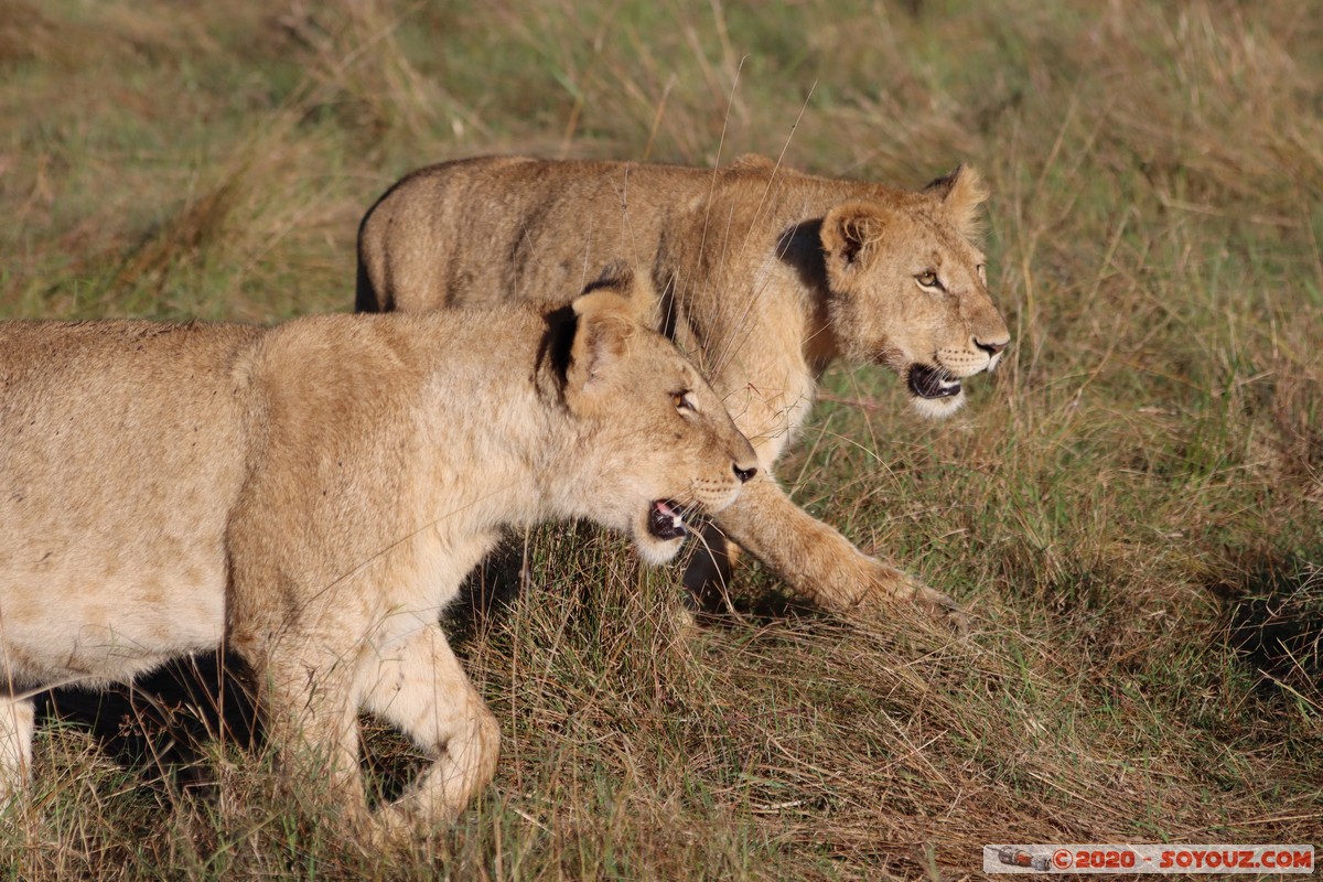 Masai Mara - Lion (Simba)
Mots-clés: geo:lat=-1.53187900 geo:lon=35.28392405 geotagged Keekorok KEN Kenya Narok Masai Mara animals Lion