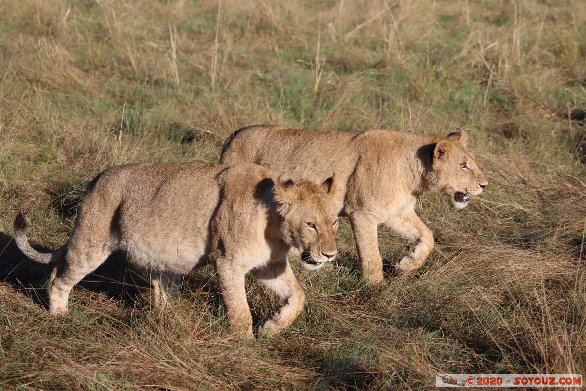 Masai Mara - Lion (Simba)
Mots-clés: geo:lat=-1.53187900 geo:lon=35.28392405 geotagged Keekorok KEN Kenya Narok Masai Mara animals Lion