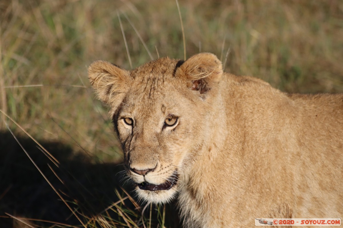 Masai Mara - Lion (Simba)
Mots-clés: geo:lat=-1.53187900 geo:lon=35.28392405 geotagged Keekorok KEN Kenya Narok Masai Mara animals Lion