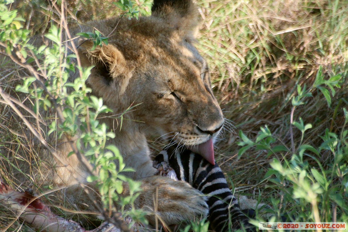 Masai Mara - Lion (Simba)
Mots-clés: geo:lat=-1.53187900 geo:lon=35.28392405 geotagged Keekorok KEN Kenya Narok Masai Mara animals Lion