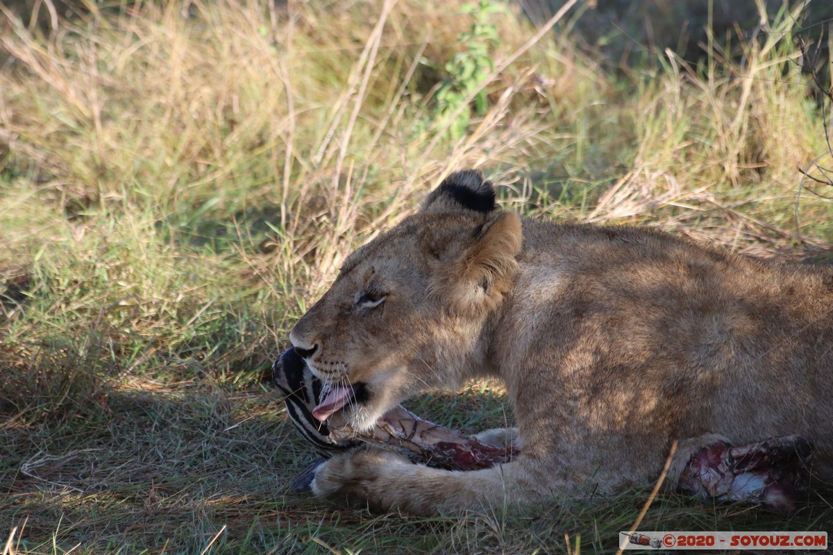 Masai Mara - Lion (Simba)
Mots-clés: geo:lat=-1.53187900 geo:lon=35.28392405 geotagged Keekorok KEN Kenya Narok Masai Mara animals Lion