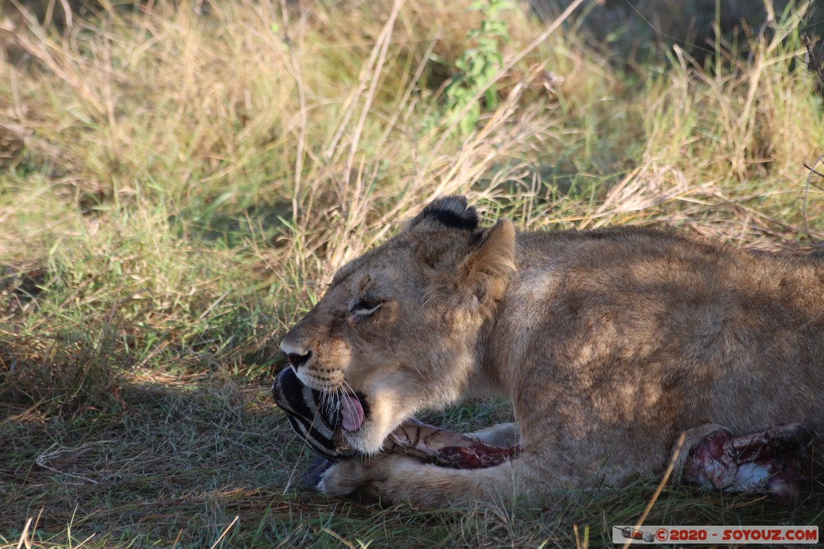 Masai Mara - Lion (Simba)
Mots-clés: geo:lat=-1.53187900 geo:lon=35.28392405 geotagged Keekorok KEN Kenya Narok Masai Mara animals Lion