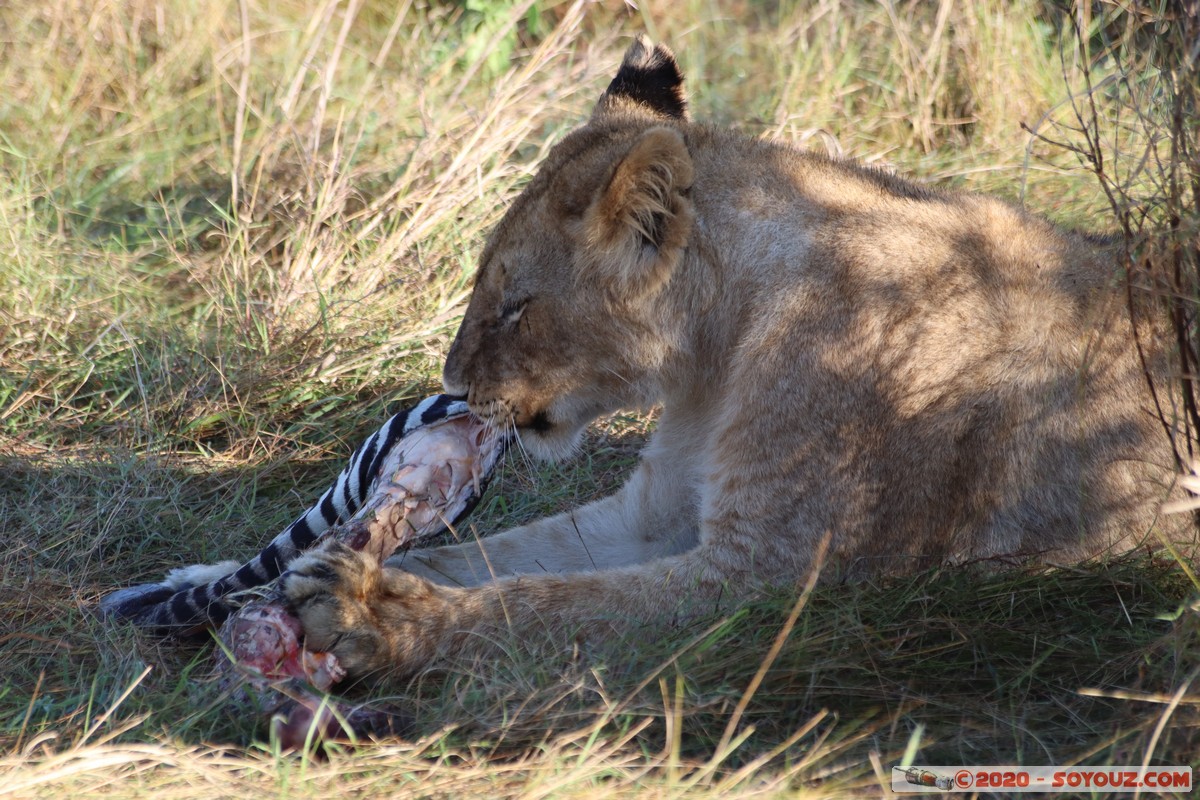 Masai Mara - Lion (Simba)
Mots-clés: geo:lat=-1.53187900 geo:lon=35.28392405 geotagged Keekorok KEN Kenya Narok Masai Mara animals Lion