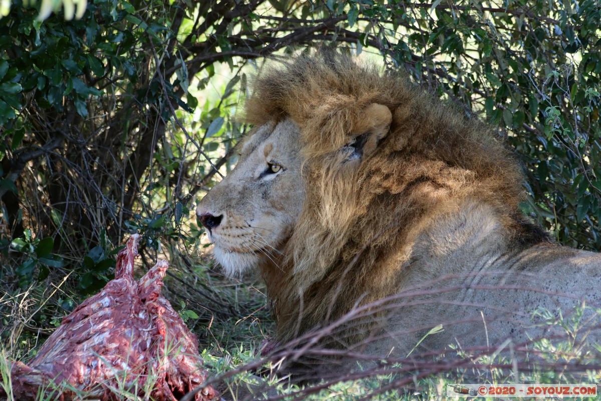 Masai Mara - Lion (Simba)
Mots-clés: geo:lat=-1.53187900 geo:lon=35.28392405 geotagged Keekorok KEN Kenya Narok Masai Mara animals Lion