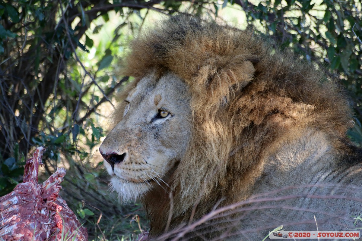 Masai Mara - Lion (Simba)
Mots-clés: geo:lat=-1.53187900 geo:lon=35.28392405 geotagged Keekorok KEN Kenya Narok Masai Mara animals Lion