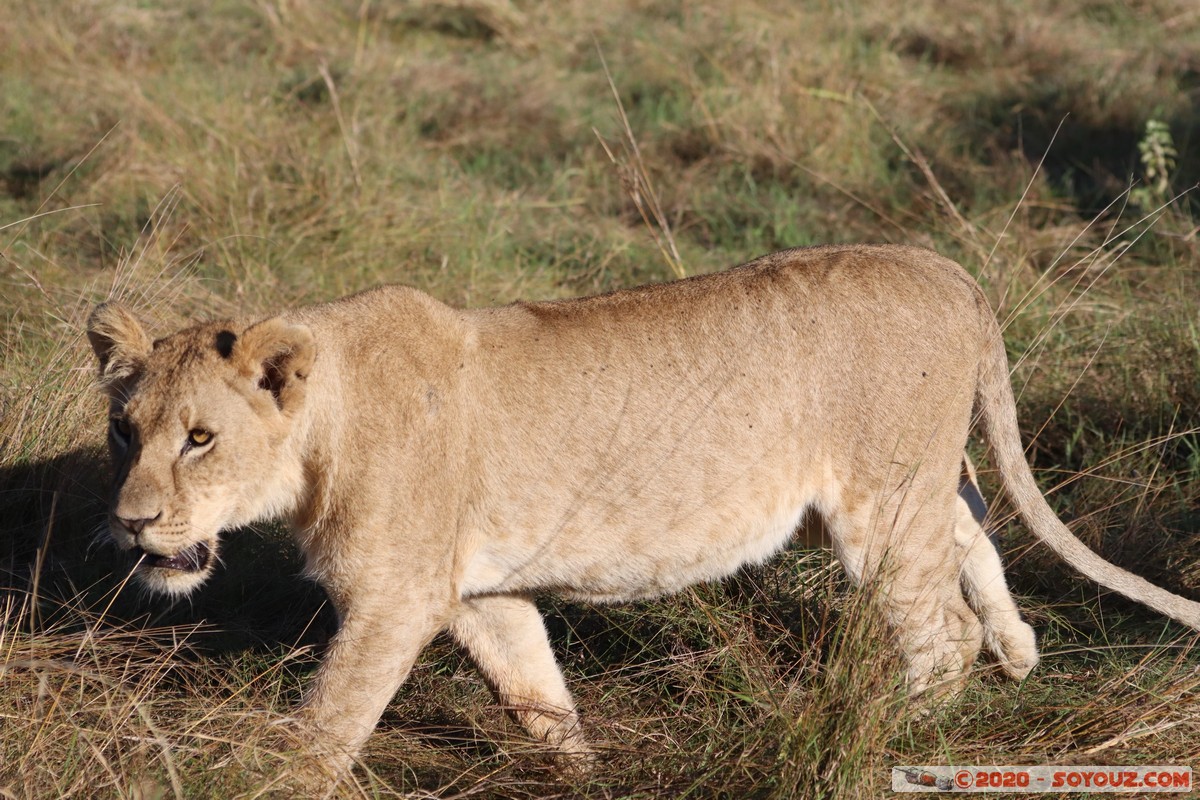 Masai Mara - Lion (Simba)
Mots-clés: geo:lat=-1.53187900 geo:lon=35.28392405 geotagged Keekorok KEN Kenya Narok Masai Mara animals Lion