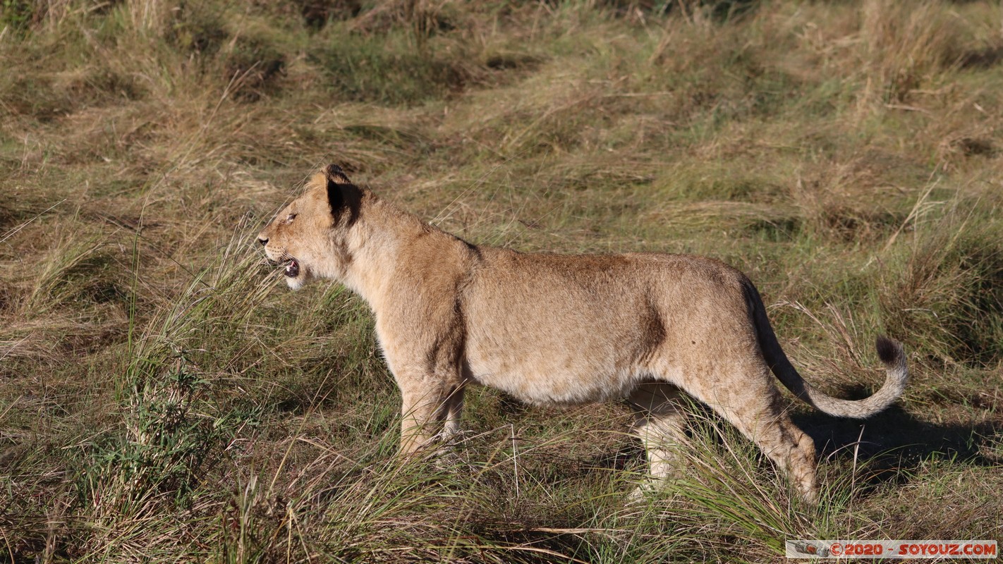 Masai Mara - Lion (Simba)
Mots-clés: geo:lat=-1.53187900 geo:lon=35.28392405 geotagged Keekorok KEN Kenya Narok Masai Mara animals Lion