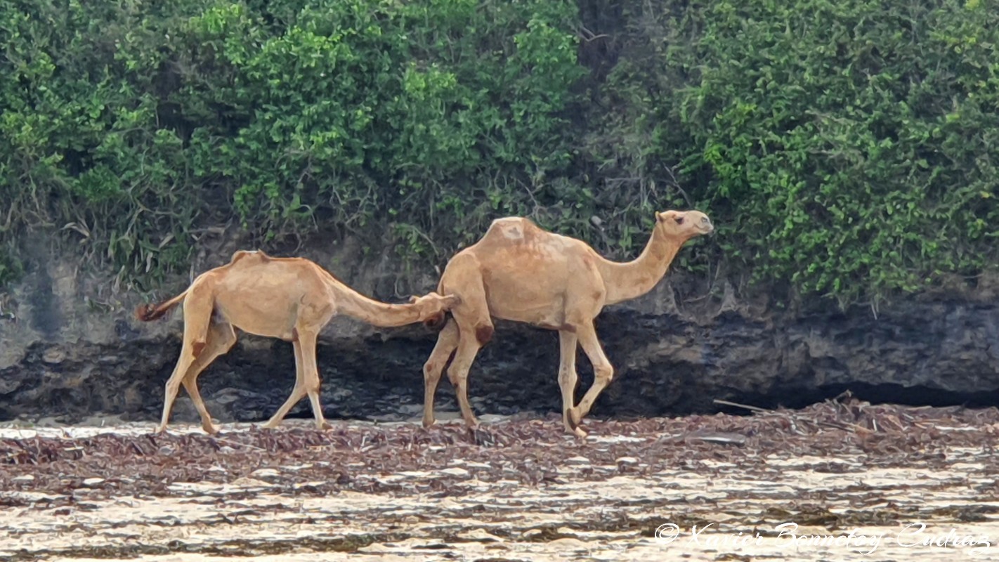 Mombasa - Bamburi Beach - Camel
Mots-clés: Bamburi Beach Kenya Mombasa animals Dromadaire