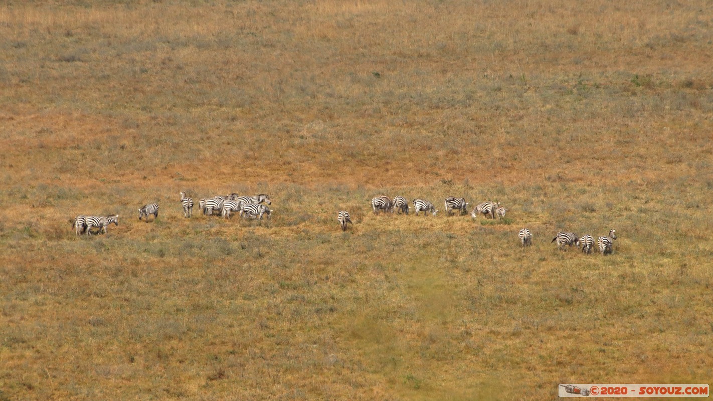 Nairobi National Park - Zebra
Mots-clés: Carnivore geo:lat=-1.35791843 geo:lon=36.79420432 geotagged KEN Kenya Nairobi Area Nairobi National Park Nairobi animals zebre