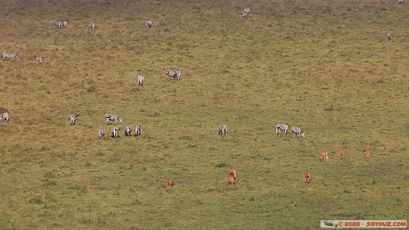 Nairobi National Park - Zebra
Mots-clés: Carnivore geo:lat=-1.35791843 geo:lon=36.79420432 geotagged KEN Kenya Nairobi Area Nairobi National Park Nairobi animals zebre