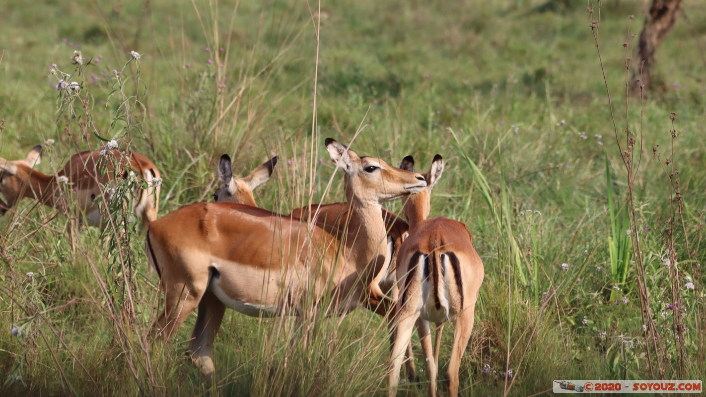 Nairobi National Park - Grant's gazelle
Mots-clés: geo:lat=-1.36084850 geo:lon=36.79325119 geotagged Kajiado KEN Kenya Masai Nairobi National Park Nairobi animals Grant's Gazelle