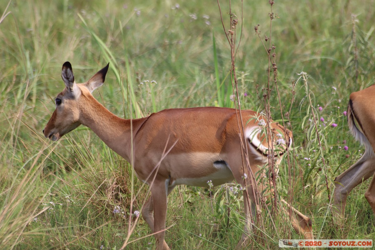 Nairobi National Park - Grant's gazelle
Mots-clés: geo:lat=-1.36084850 geo:lon=36.79325119 geotagged Kajiado KEN Kenya Masai Nairobi National Park Nairobi animals Grant's Gazelle