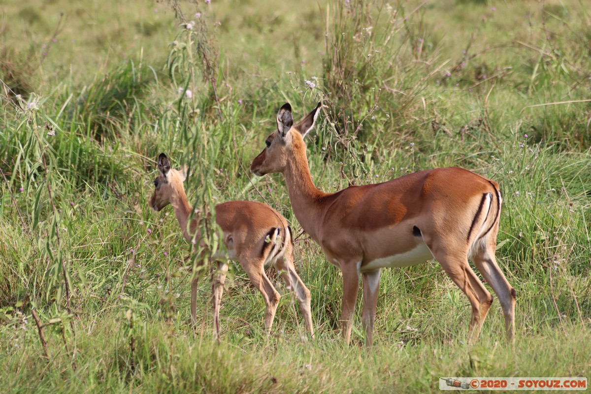 Nairobi National Park - Grant's gazelle
Mots-clés: geo:lat=-1.36084850 geo:lon=36.79325119 geotagged Kajiado KEN Kenya Masai Nairobi National Park Nairobi animals Grant's Gazelle