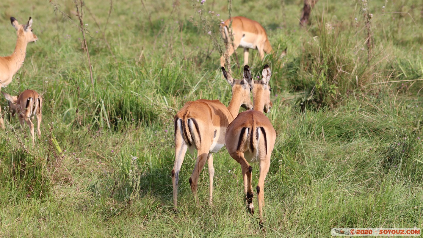 Nairobi National Park - Grant's gazelle
Mots-clés: geo:lat=-1.36084850 geo:lon=36.79325119 geotagged Kajiado KEN Kenya Masai Nairobi National Park Nairobi animals Grant's Gazelle