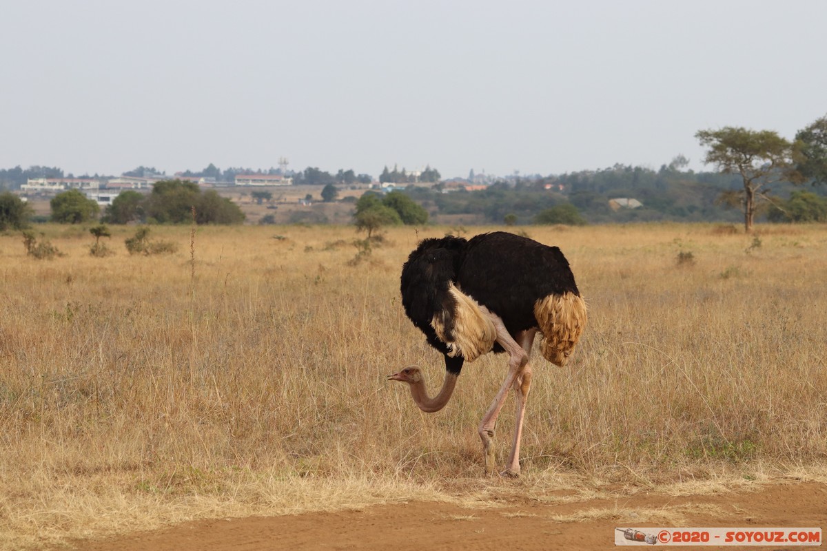 Nairobi National Park - Ostrich
Mots-clés: geo:lat=-1.37350485 geo:lon=36.77906937 geotagged KEN Kenya Mbagathi Nairobi Area Nairobi National Park Nairobi animals Autruche oiseau