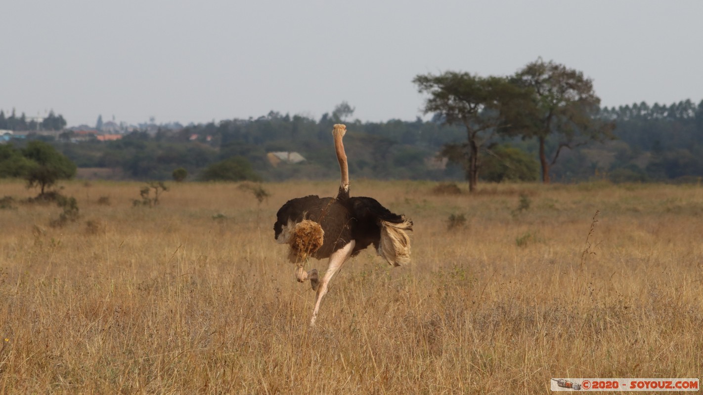 Nairobi National Park - Ostrich
Mots-clés: geo:lat=-1.37350485 geo:lon=36.77906937 geotagged KEN Kenya Mbagathi Nairobi Area Nairobi National Park Nairobi animals Autruche oiseau