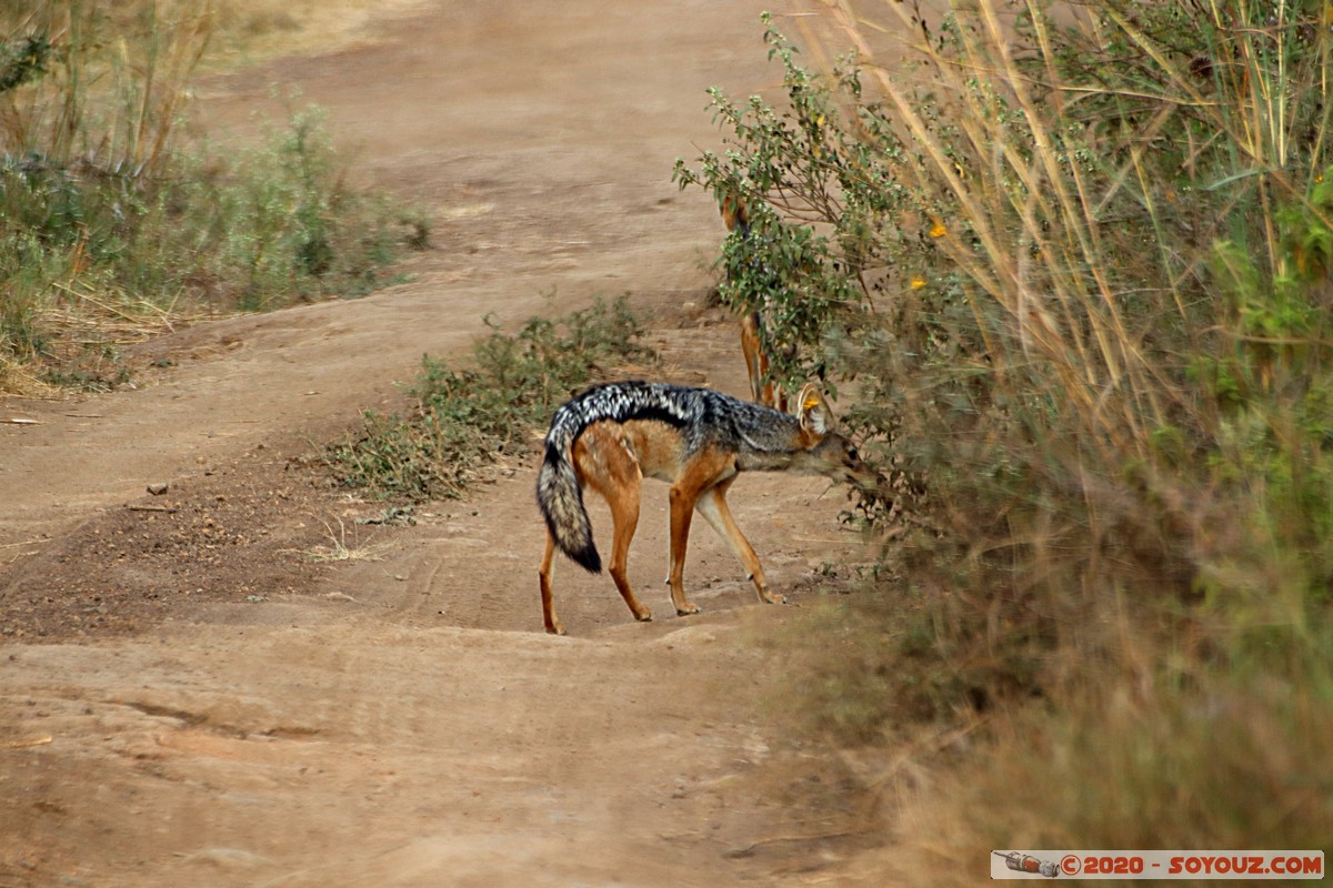 Nairobi National Park - Jackal
Mots-clés: geo:lat=-1.37416511 geo:lon=36.79699481 geotagged Kajiado KEN Kenya Masai Nairobi National Park Nairobi animals Chacal à dos noir