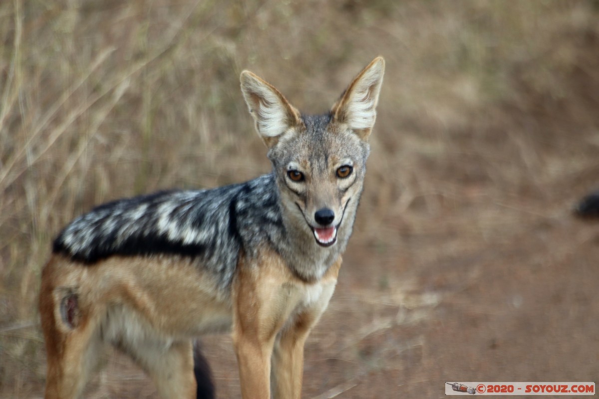 Nairobi National Park - Jackal
Mots-clés: geo:lat=-1.37416511 geo:lon=36.79699481 geotagged Kajiado KEN Kenya Masai Nairobi National Park Nairobi animals Chacal à dos noir