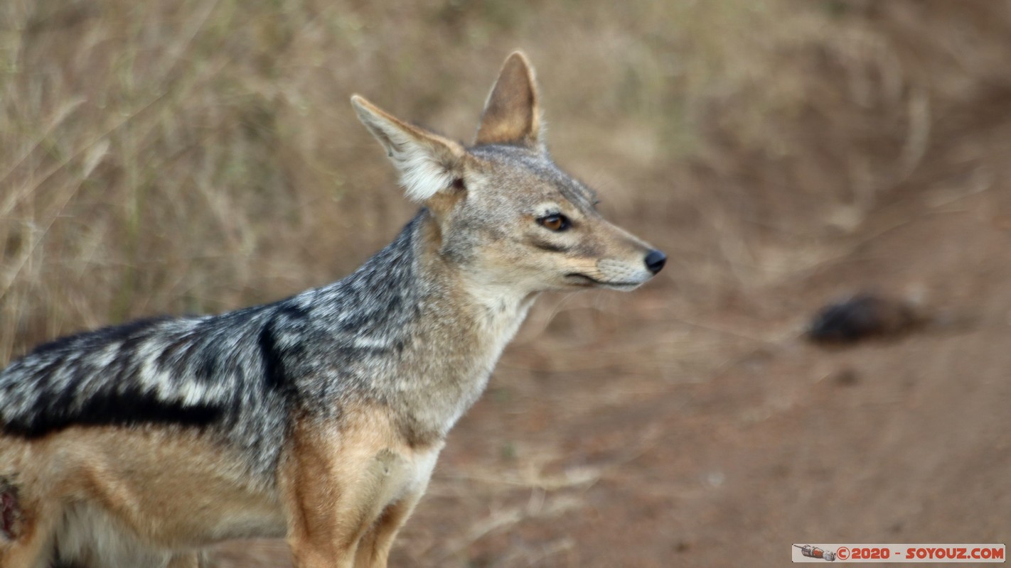 Nairobi National Park - Jackal
Mots-clés: geo:lat=-1.37416511 geo:lon=36.79699481 geotagged Kajiado KEN Kenya Masai Nairobi National Park Nairobi animals Chacal à dos noir