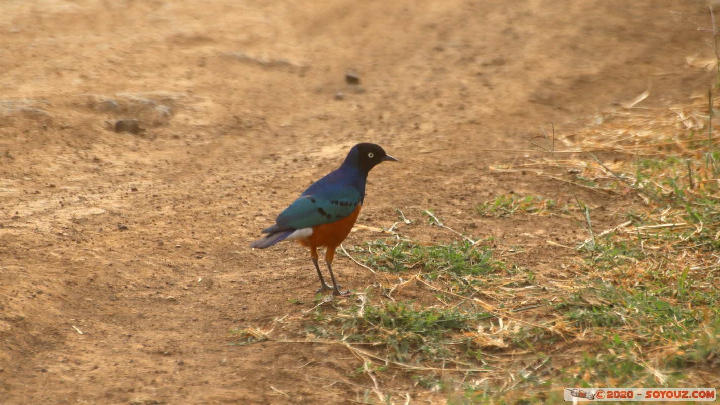 Nairobi National Park - Superb Starling Bird
Mots-clés: geo:lat=-1.35887719 geo:lon=36.83938076 geotagged Highway KEN Kenya Nairobi Area Nairobi National Park Nairobi animals oiseau Superb Starling Bird