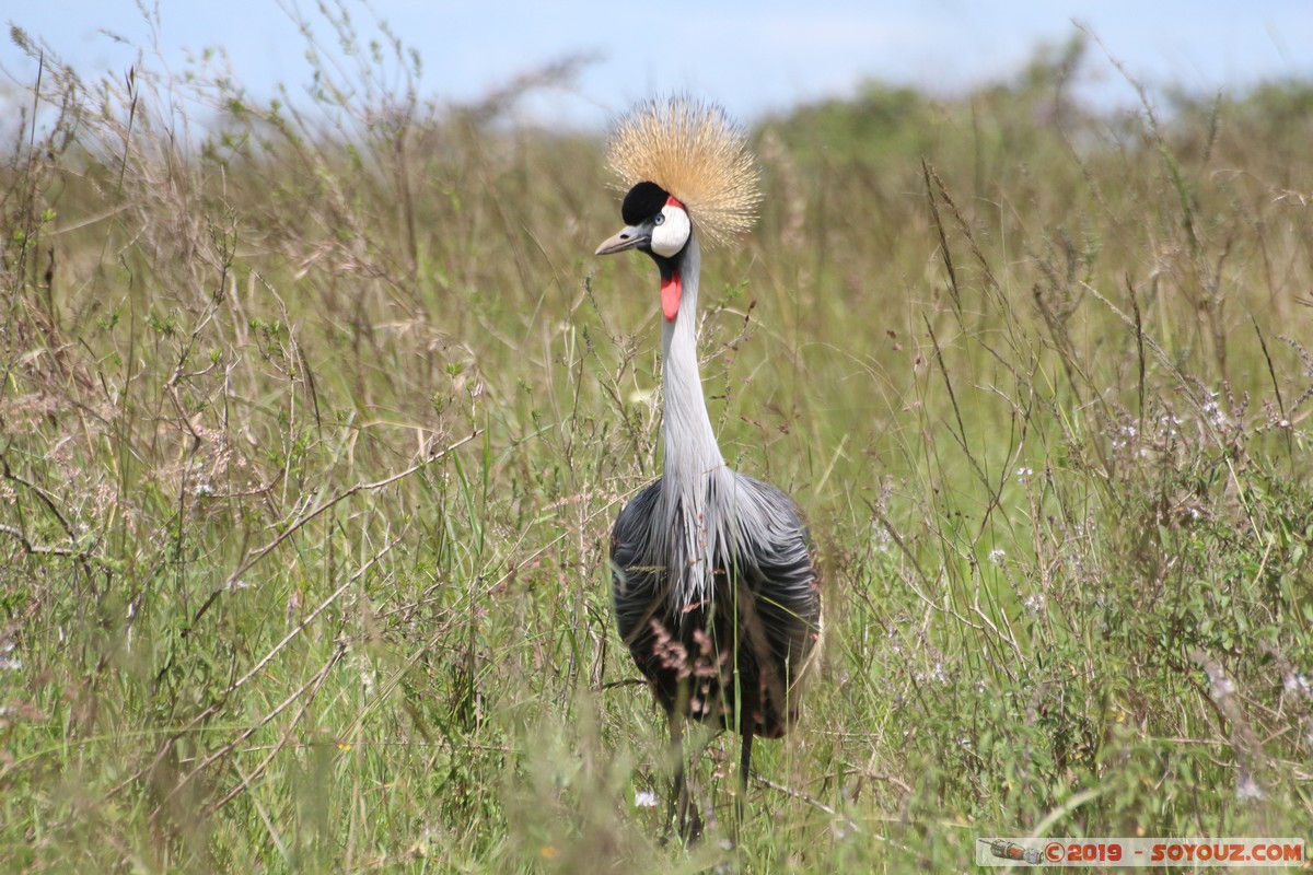 Nairobi National Park - Gray crowned-crane
Mots-clés: KEN Kenya Nairobi Area Nairobi National Park animals oiseau Grue couronnée grise Gray crowned-crane