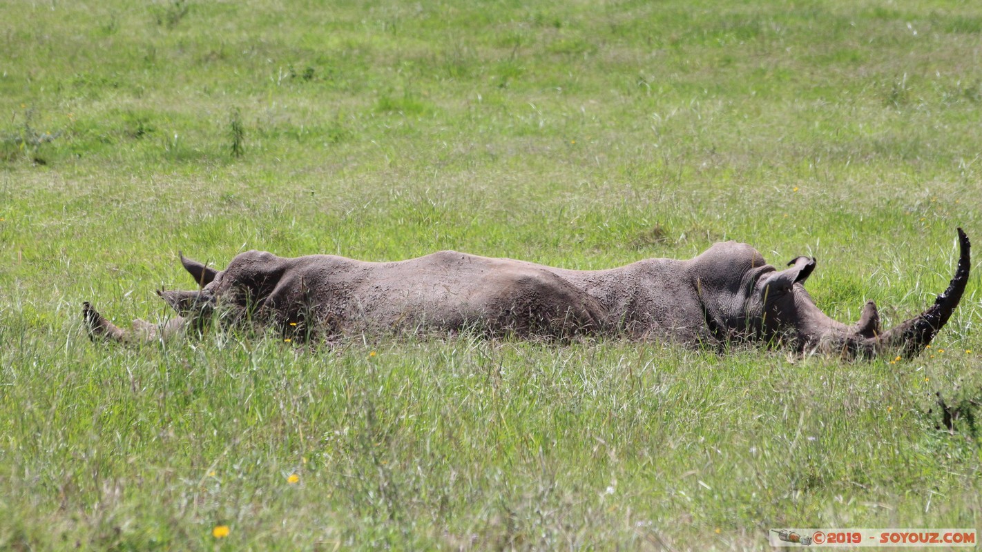 Nairobi National Park - Rhinoceros
Mots-clés: KEN Kenya Nairobi Area Nairobi National Park animals Rhinoceros