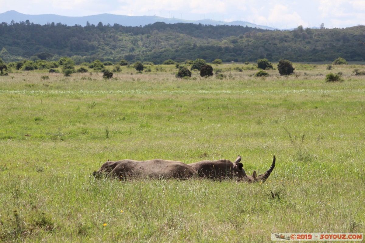 Nairobi National Park - Rhinoceros
Mots-clés: KEN Kenya Nairobi Area Nairobi National Park animals Rhinoceros