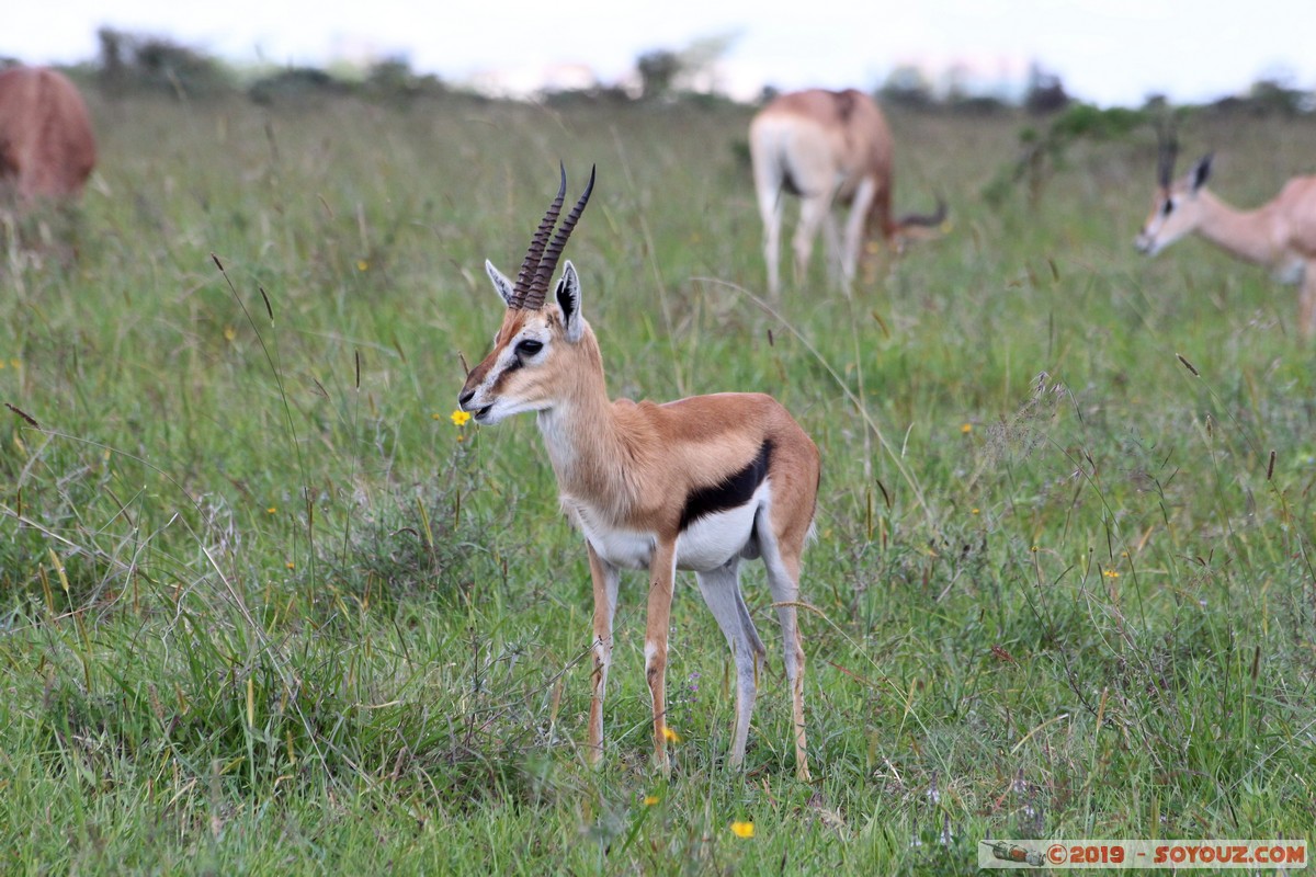 Nairobi National Park - Thomson's gazelle
Mots-clés: KEN Kenya Nairobi Area Nairobi National Park animals Thomson's gazelle