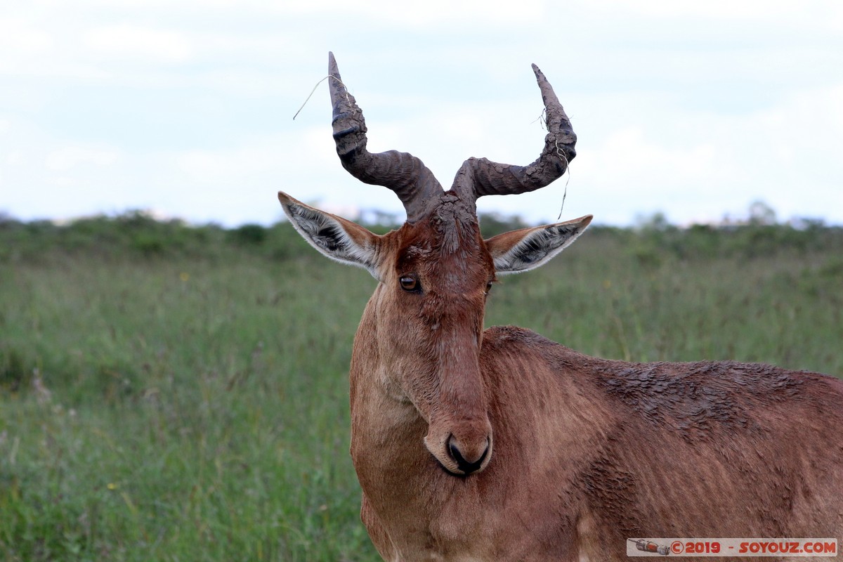 Nairobi National Park - Red hartebeest
Mots-clés: KEN Kenya Nairobi Area Nairobi National Park animals bubale roux