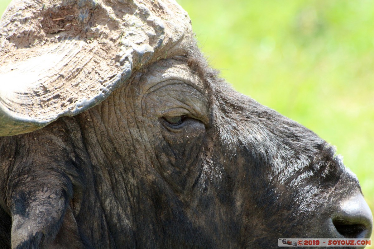 Nairobi National Park - Buffalo
Mots-clés: KEN Kenya Nairobi Area Nairobi National Park animals Buffle
