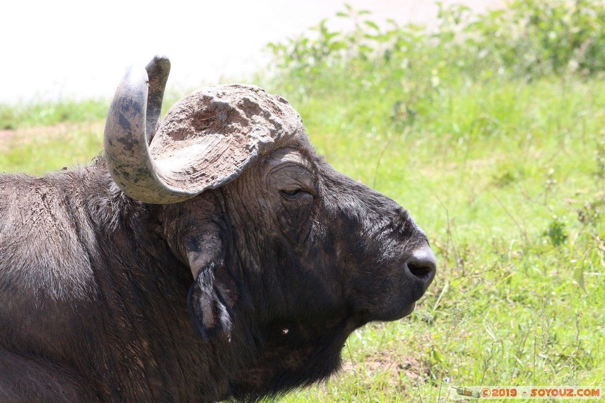 Nairobi National Park - Buffalo
Mots-clés: KEN Kenya Nairobi Area Nairobi National Park animals Buffle