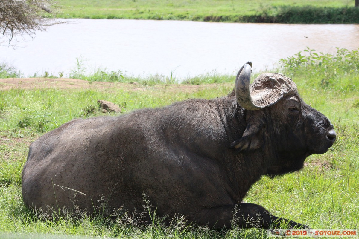 Nairobi National Park - Buffalo
Mots-clés: KEN Kenya Nairobi Area Nairobi National Park animals Buffle