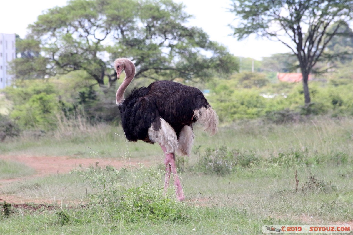 Nairobi National Park - Ostrich
Mots-clés: KEN Kenya Nairobi Area Nairobi National Park animals oiseau Autruche