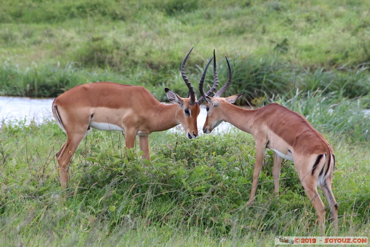 Nairobi National Park - Grant's Gazelle
Mots-clés: KEN Kenya Nairobi Area Nairobi National Park animals Grant's Gazelle