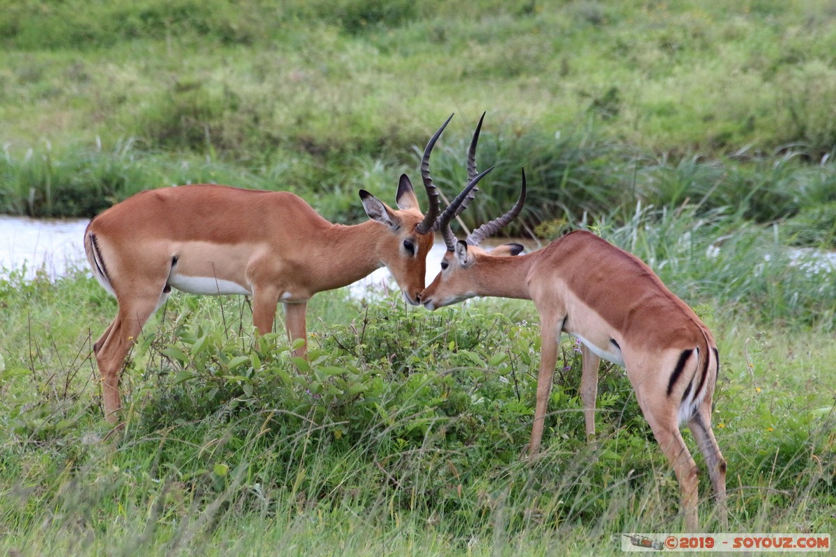 Nairobi National Park - Grant's Gazelle
Mots-clés: KEN Kenya Nairobi Area Nairobi National Park animals Grant's Gazelle