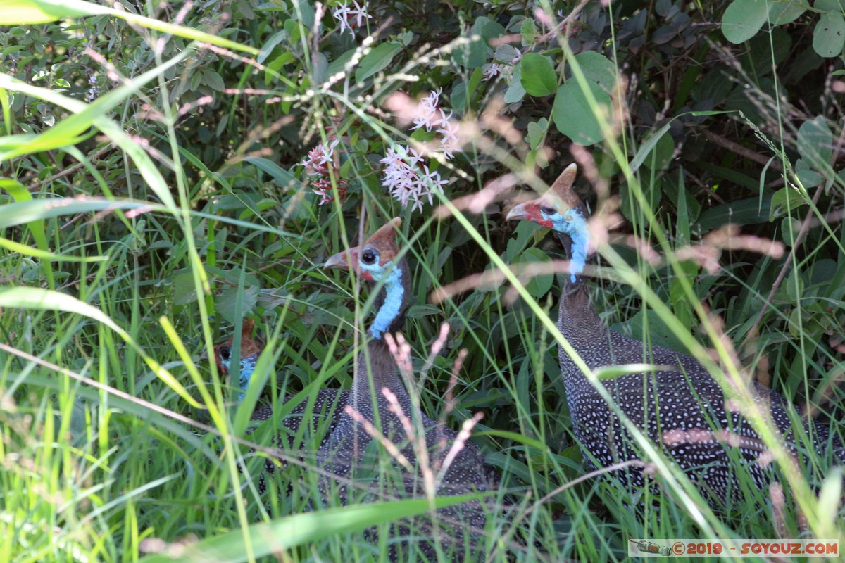 Nairobi National Park - Helmeted Guineafowl
Mots-clés: KEN Kenya Nairobi Area Villa Franca Nairobi National Park animals Pintade