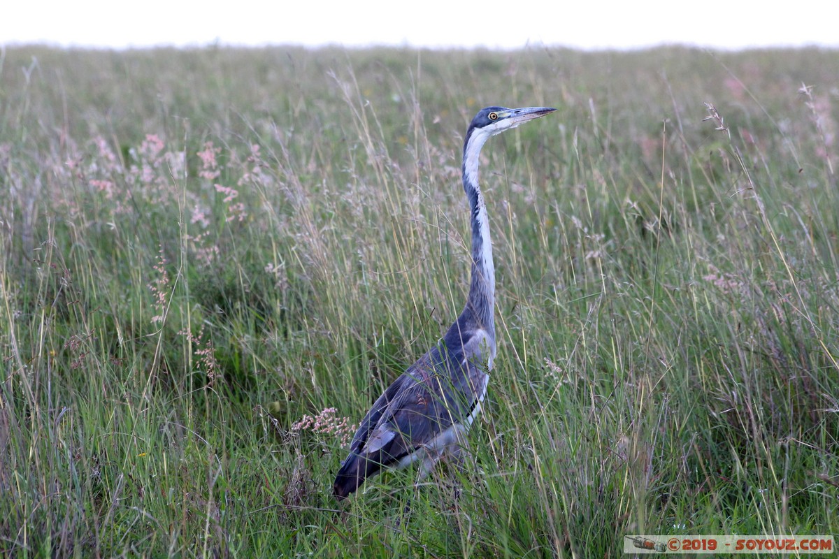 Nairobi National Park - Grey Heron
Mots-clés: KEN Kenya Nairobi Area Villa Franca Nairobi National Park animals oiseau Heron