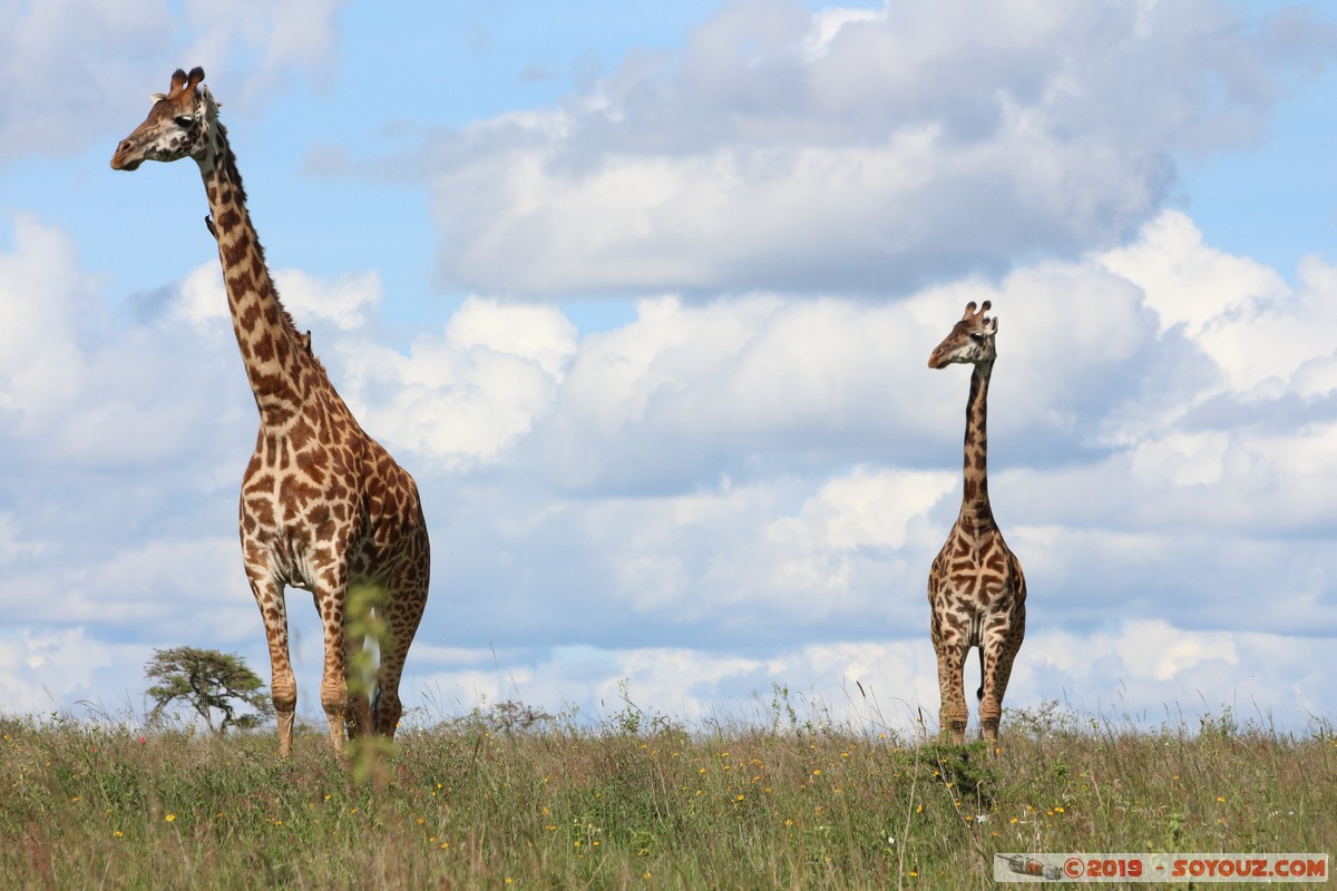 Nairobi National Park - Giraffe
Mots-clés: KEN Kenya Kenya Re Nairobi Area Nairobi National Park animals Giraffe