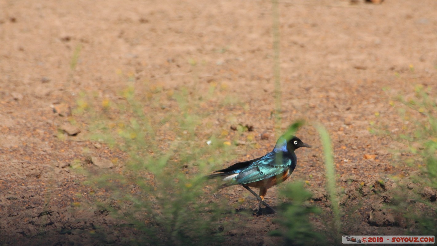 Nairobi National Park - Superb Starling Bird
Mots-clés: KEN Kenya Kenya Re Nairobi Area Nairobi National Park animals oiseau Superb Starling Bird