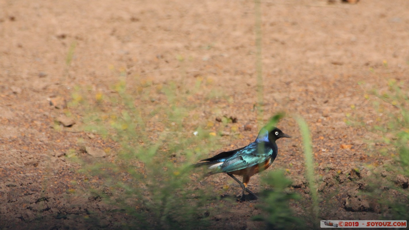 Nairobi National Park - Superb Starling Bird
Mots-clés: KEN Kenya Kenya Re Nairobi Area Nairobi National Park animals oiseau Superb Starling Bird