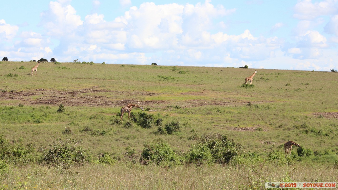 Nairobi National Park - Giraffe
Mots-clés: KEN Kenya Kenya Re Nairobi Area Nairobi National Park animals Giraffe