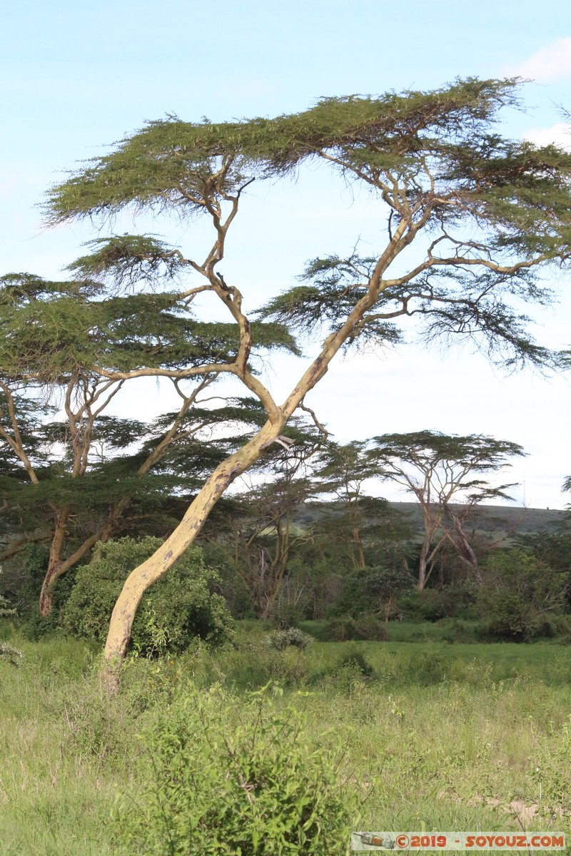 Nairobi National Park
Mots-clés: KEN Kenya Machakos Mlolongo Nairobi National Park Arbres