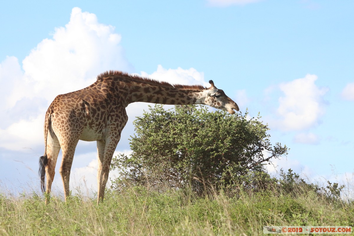 Nairobi National Park - Giraffe
Mots-clés: KEN Kenya Kenya Re Nairobi Area Nairobi National Park animals Giraffe