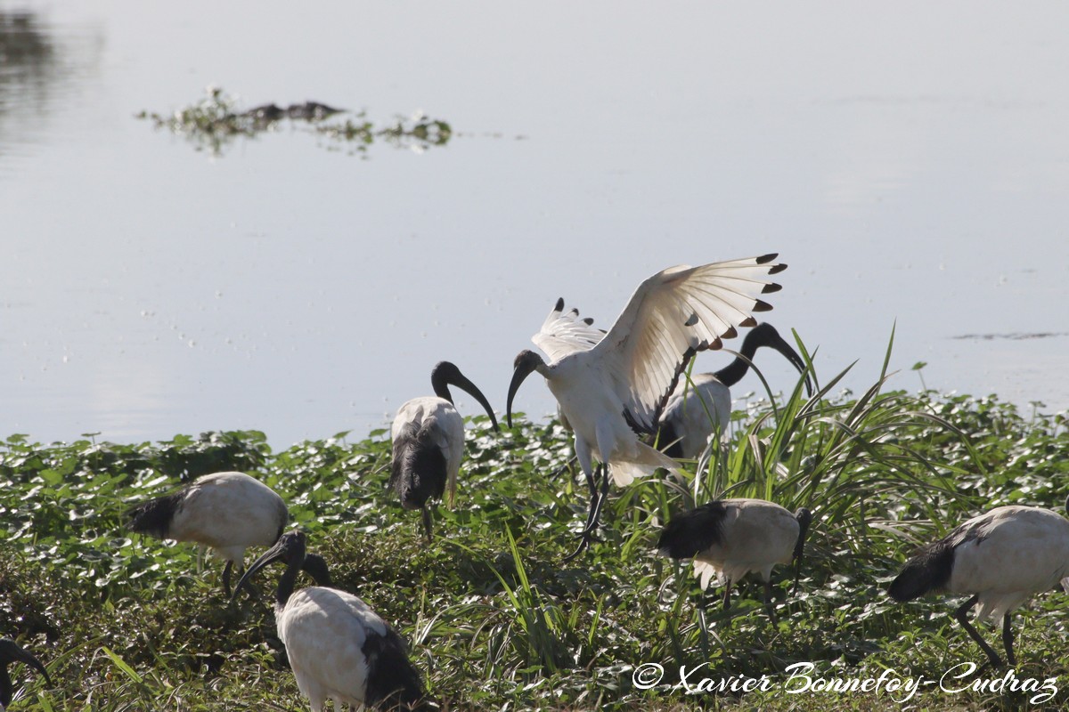 Nairobi National Park - Sacred Ibis
Mots-clés: geo:lat=-1.33834647 geo:lon=36.81001126 geotagged KEN Kenya Nairobi Area Nairobi National Park animals Ibis oiseau