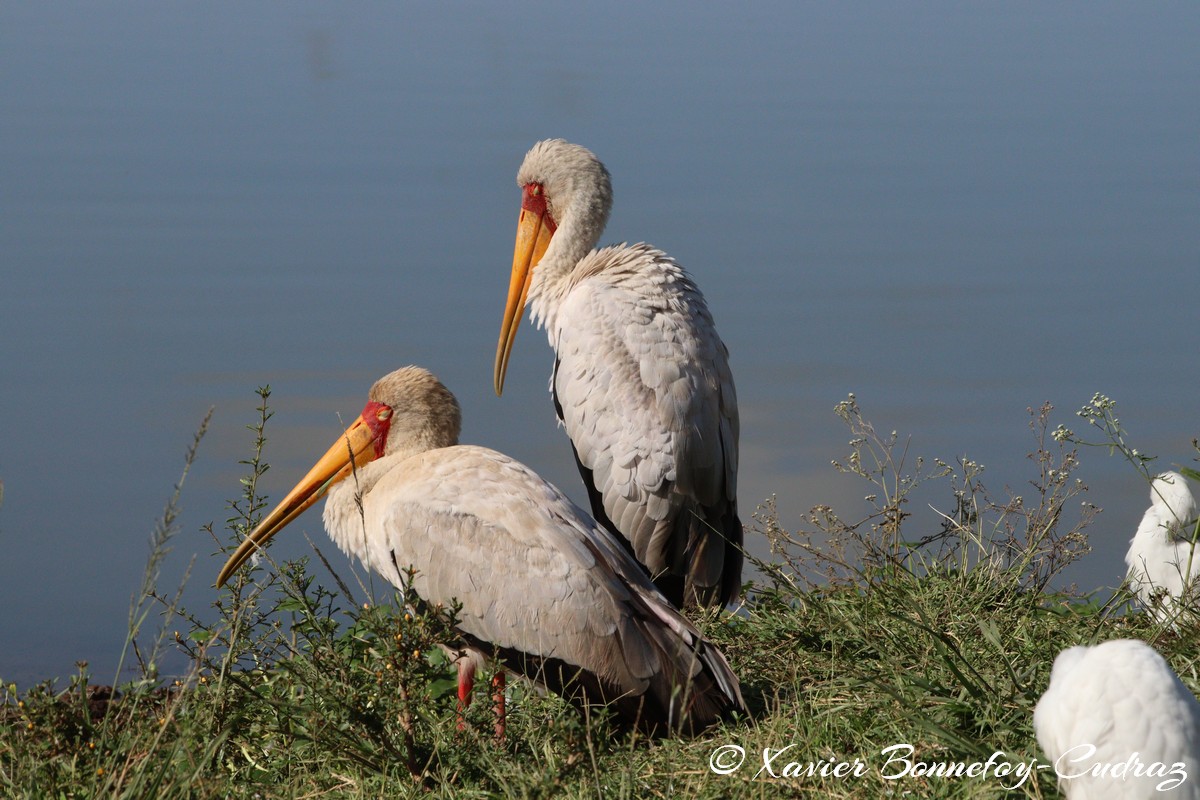 Nairobi National Park - Yellow-billed Stork
Mots-clés: geo:lat=-1.33839184 geo:lon=36.81064596 geotagged KEN Kenya Nairobi Area Nairobi National Park animals Yellow-billed Stork Ibis oiseau