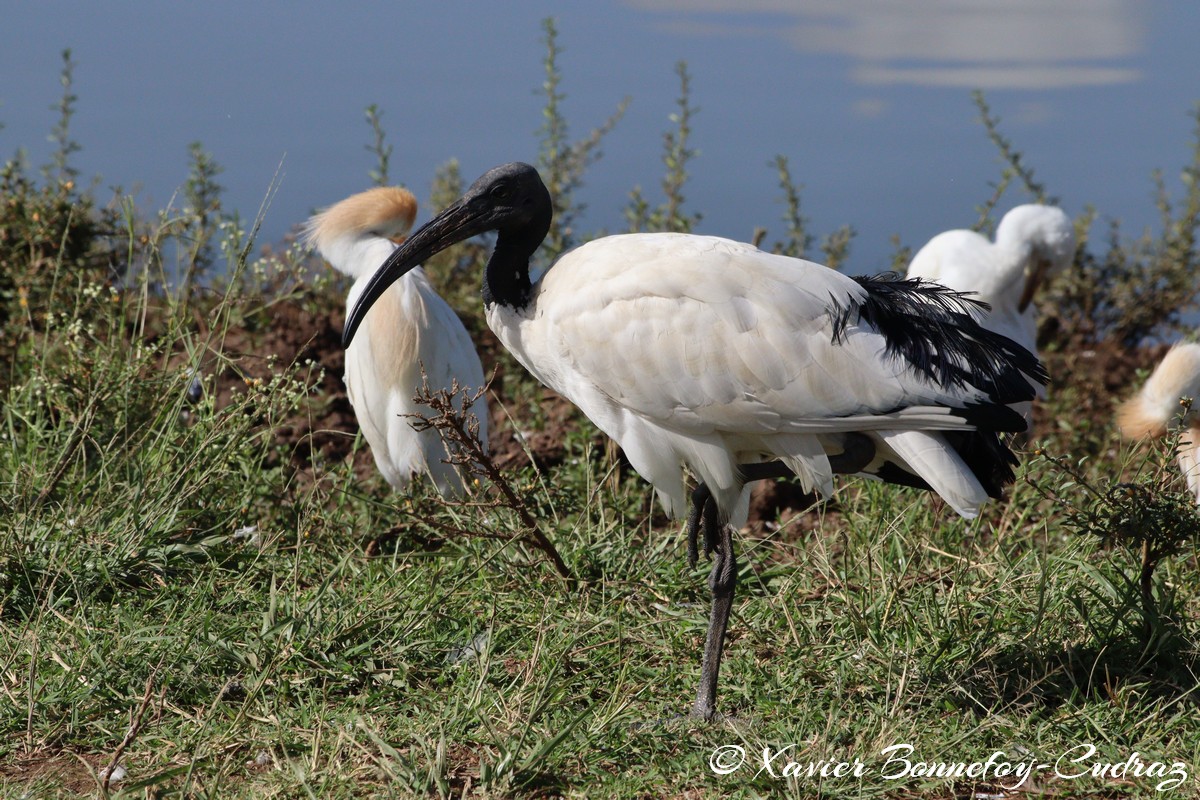 Nairobi National Park - Sacred Ibis
Mots-clés: geo:lat=-1.33839184 geo:lon=36.81064596 geotagged KEN Kenya Nairobi Area Nairobi National Park animals Ibis oiseau Cattle egret