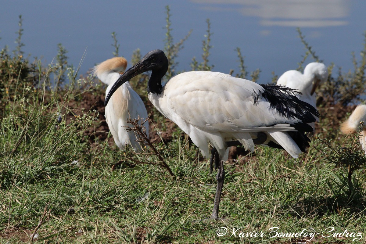 Nairobi National Park - Sacred Ibis
Mots-clés: geo:lat=-1.33839184 geo:lon=36.81064596 geotagged KEN Kenya Nairobi Area Nairobi National Park animals Ibis oiseau Cattle egret